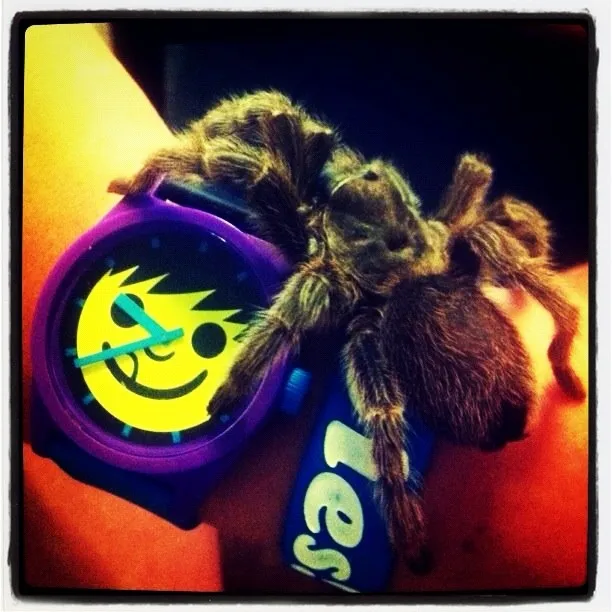 15129 north american tarantula