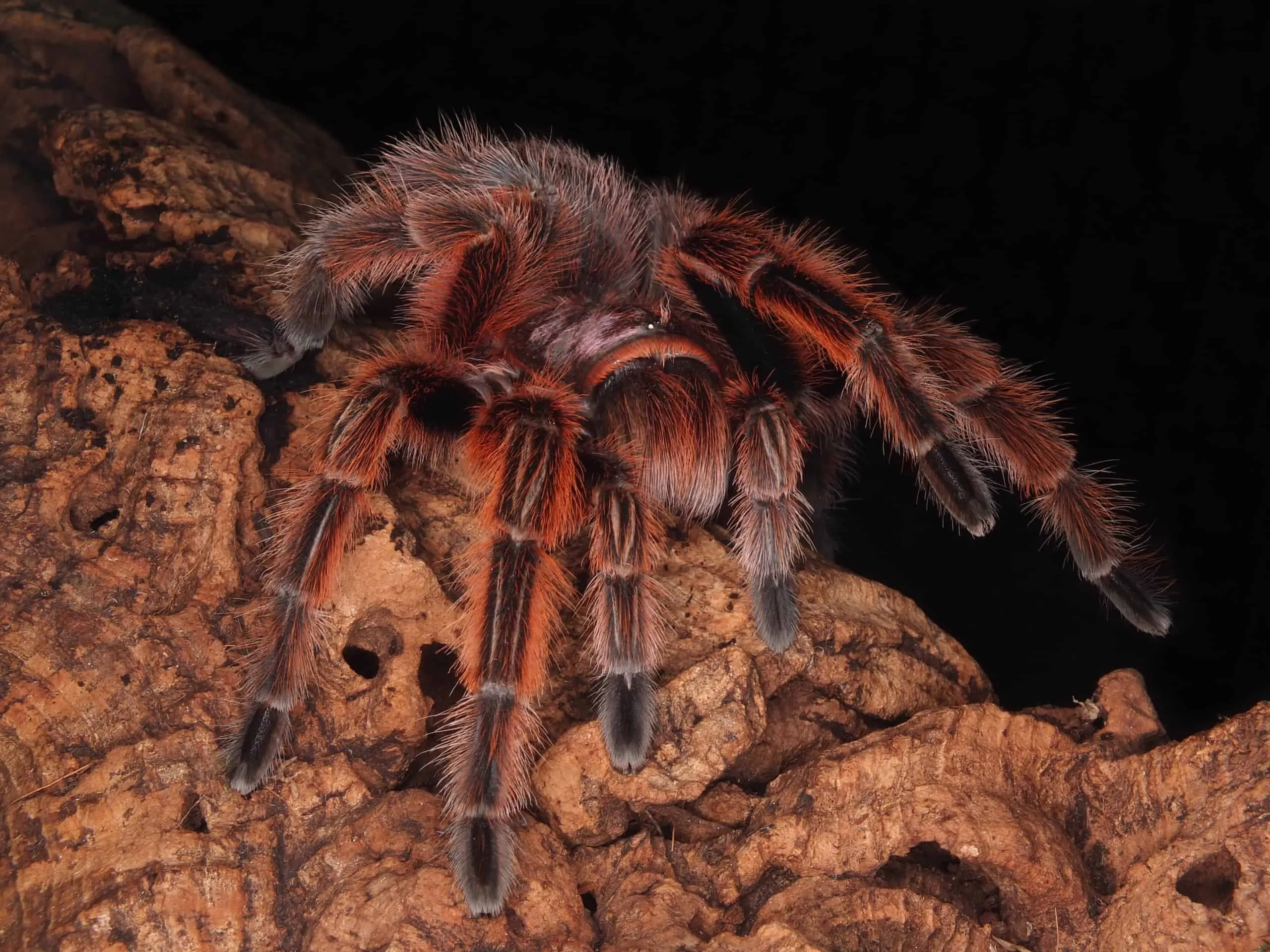 /img/15129-tarantula-spider-conservation.webp