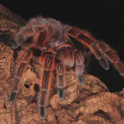 /img/15129-tarantula-spider-conservation.webp