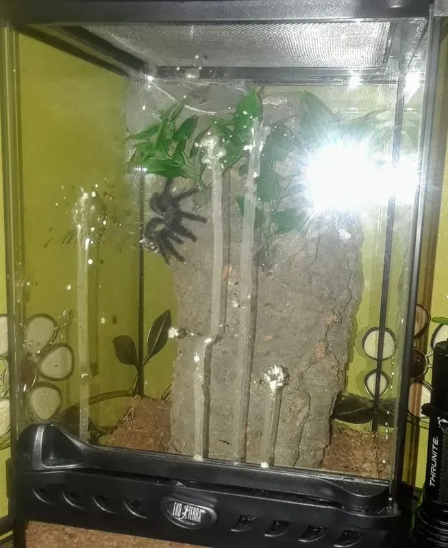 15130 arboreal tarantula feeding