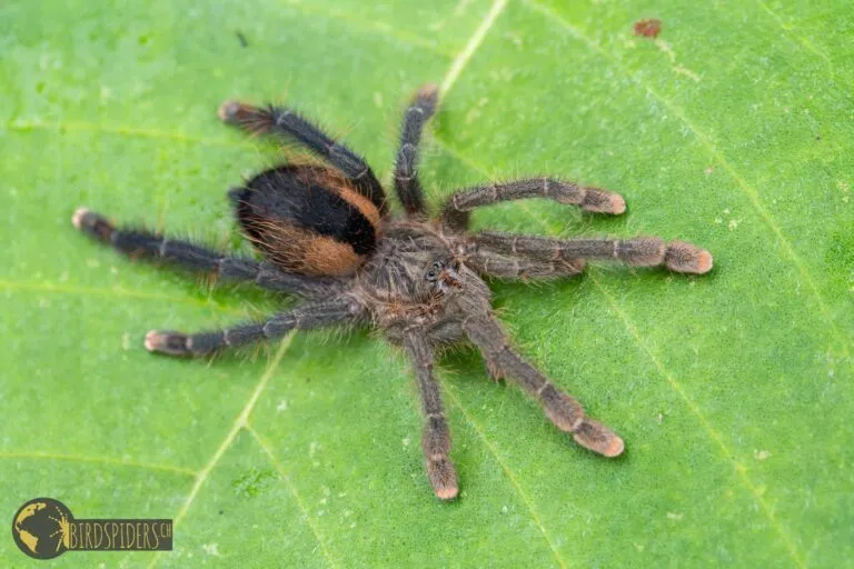 15130 arboreal tarantula species