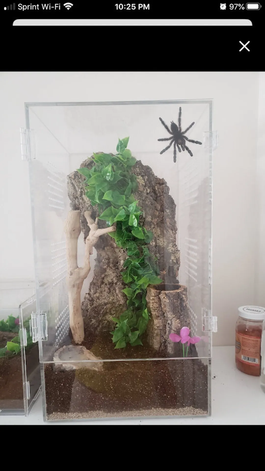 15130 arboreal tarantula substrate