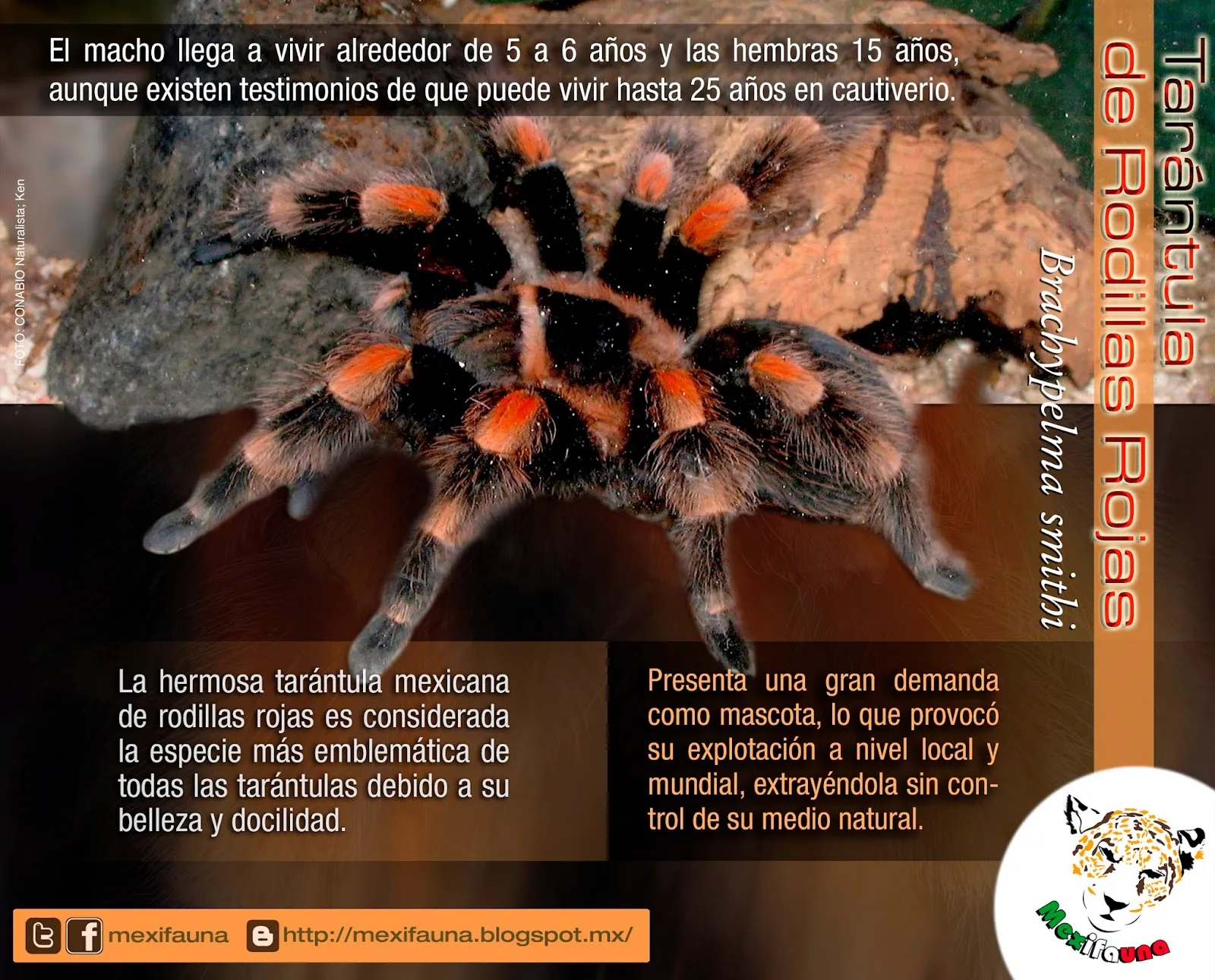 /img/15131-agua-fresca-tarantula-terrario.webp