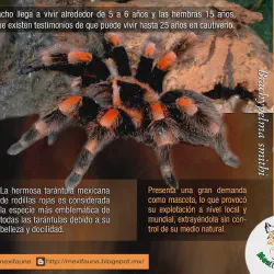 /img/15131-agua-fresca-tarantula-terrario.webp