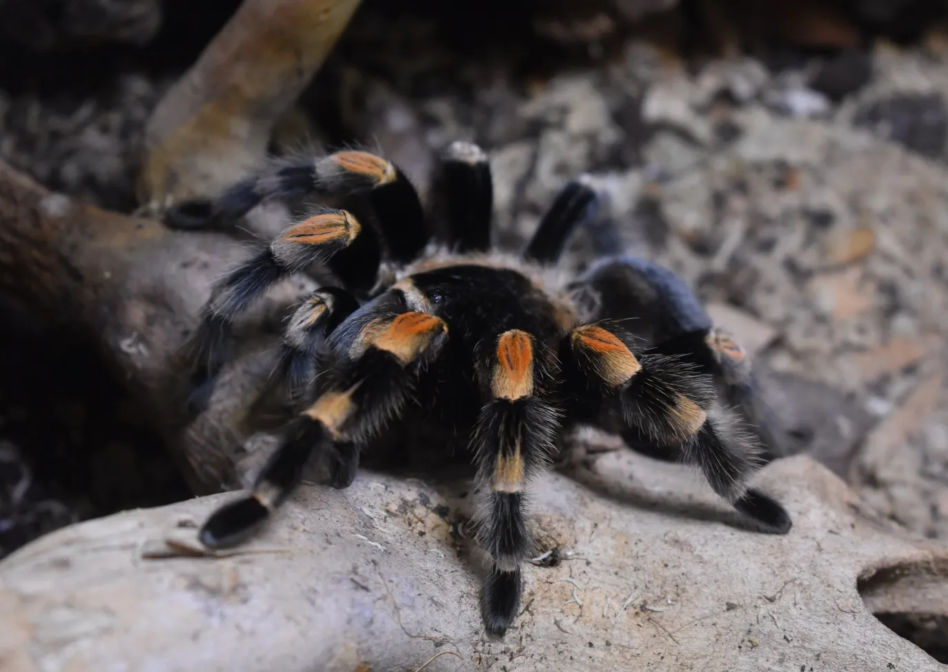 15131 control humedad terrario tarantula