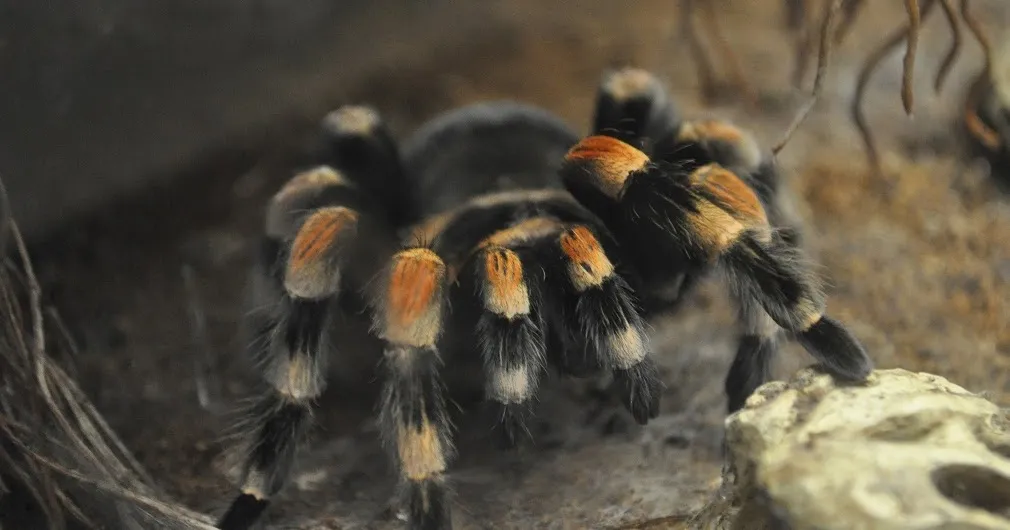 15131 decoracion segura terrario tarantula