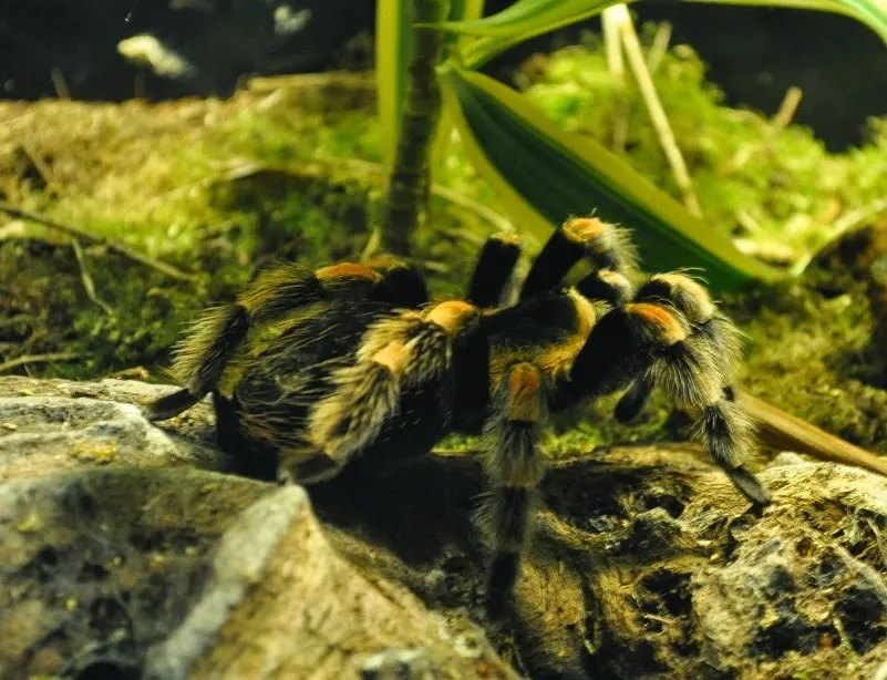 15131 sustrato para tarantulas