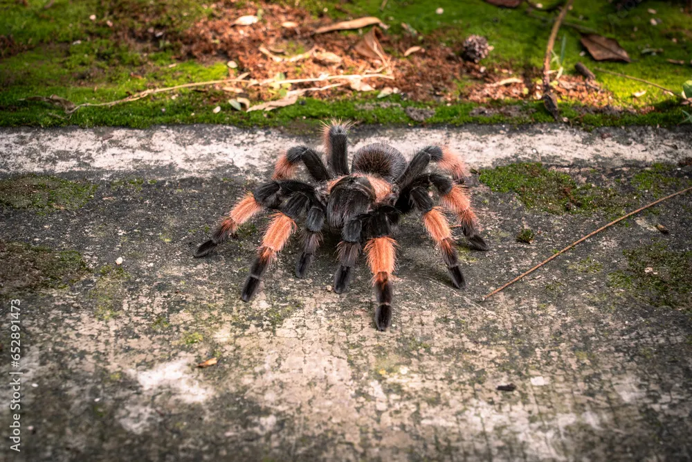 15131 tarantula rodillas rojas en terrario
