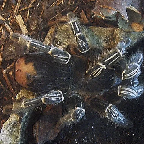 15132 tarantula enclosure decorations