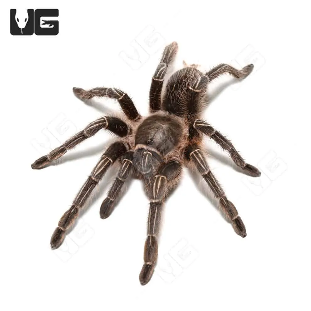 /img/15132-tarantula-enclosure-humidity.webp