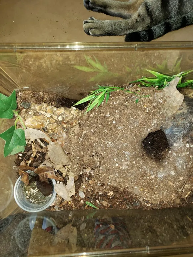 15132 tarantula substrate materials