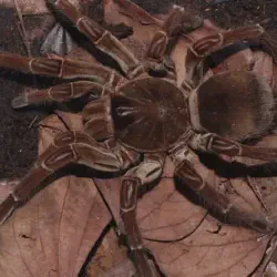 /img/15133-molting-tarantula.webp