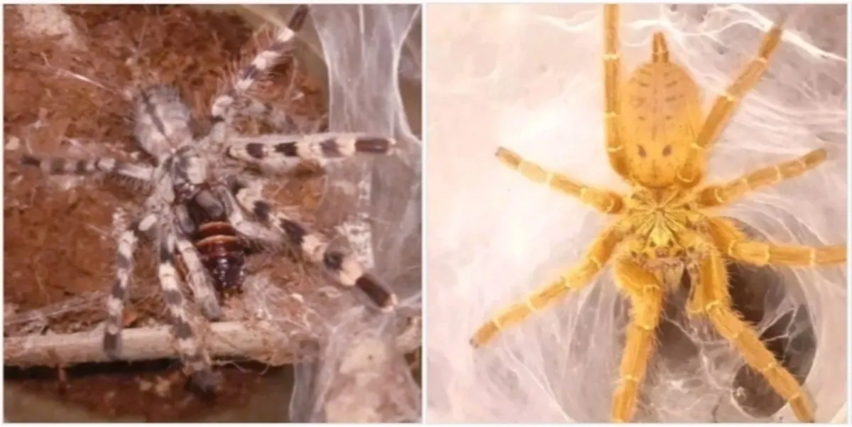 15134 goliath birdeater