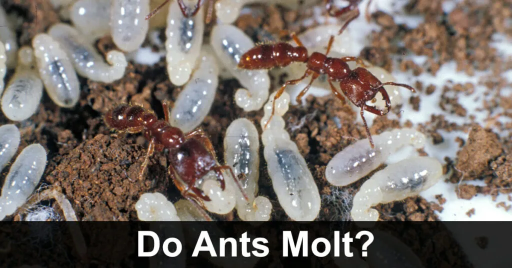 15136 tarantula keeper inspection