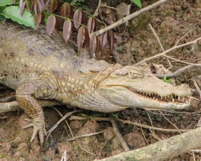 15137 guided tarantula spotting