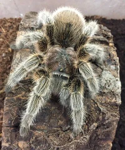 15139 healthy rose hair tarantula