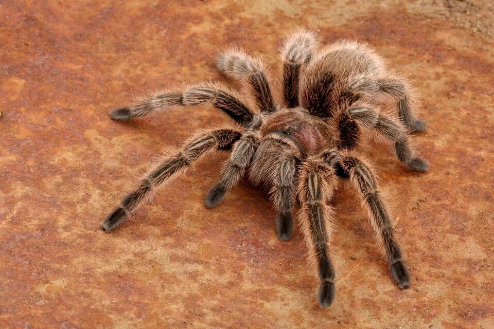 /img/15139-tarantula-water-dish.webp
