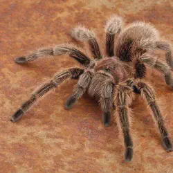 /img/15139-tarantula-water-dish.webp