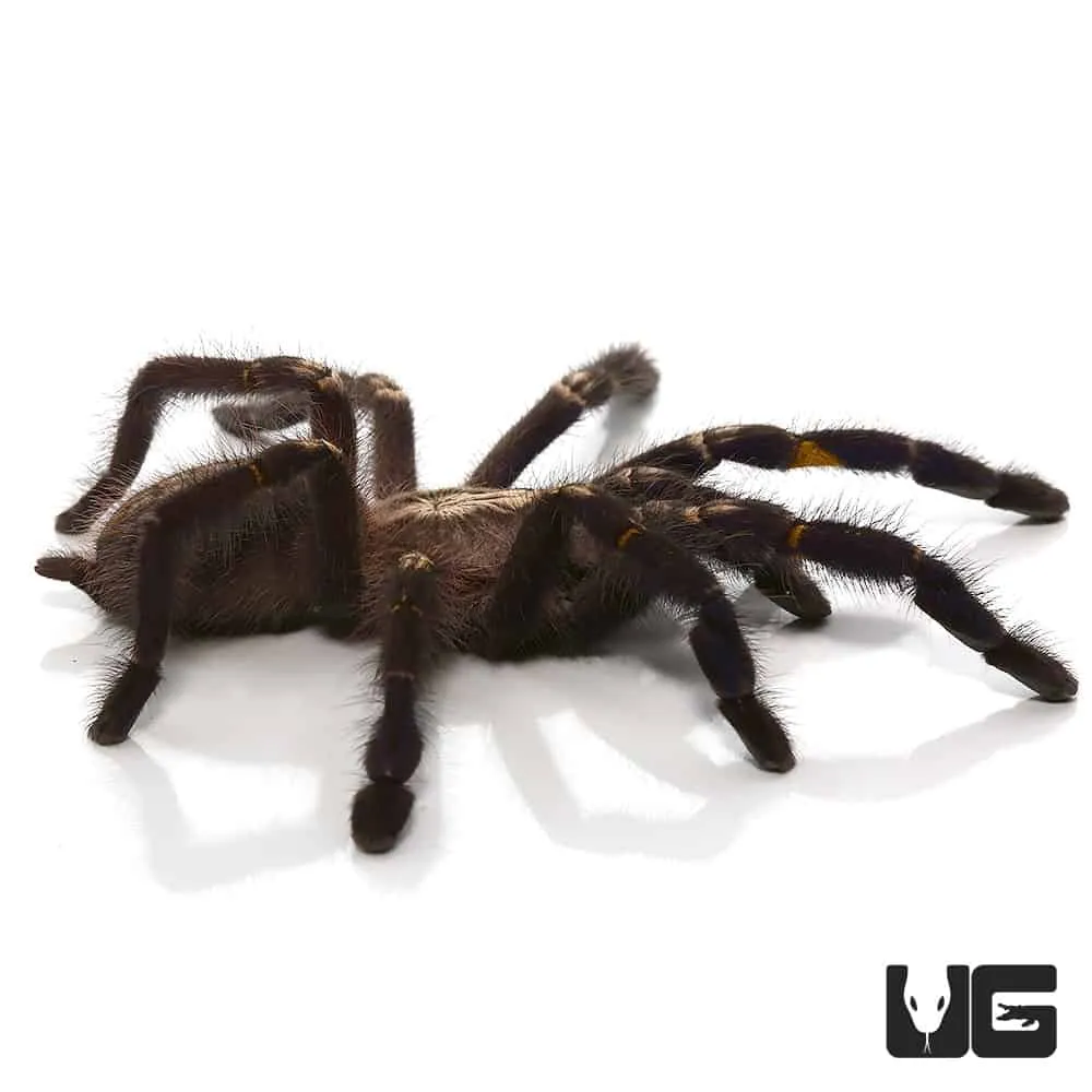 15140 gooty sapphire tarantula bite