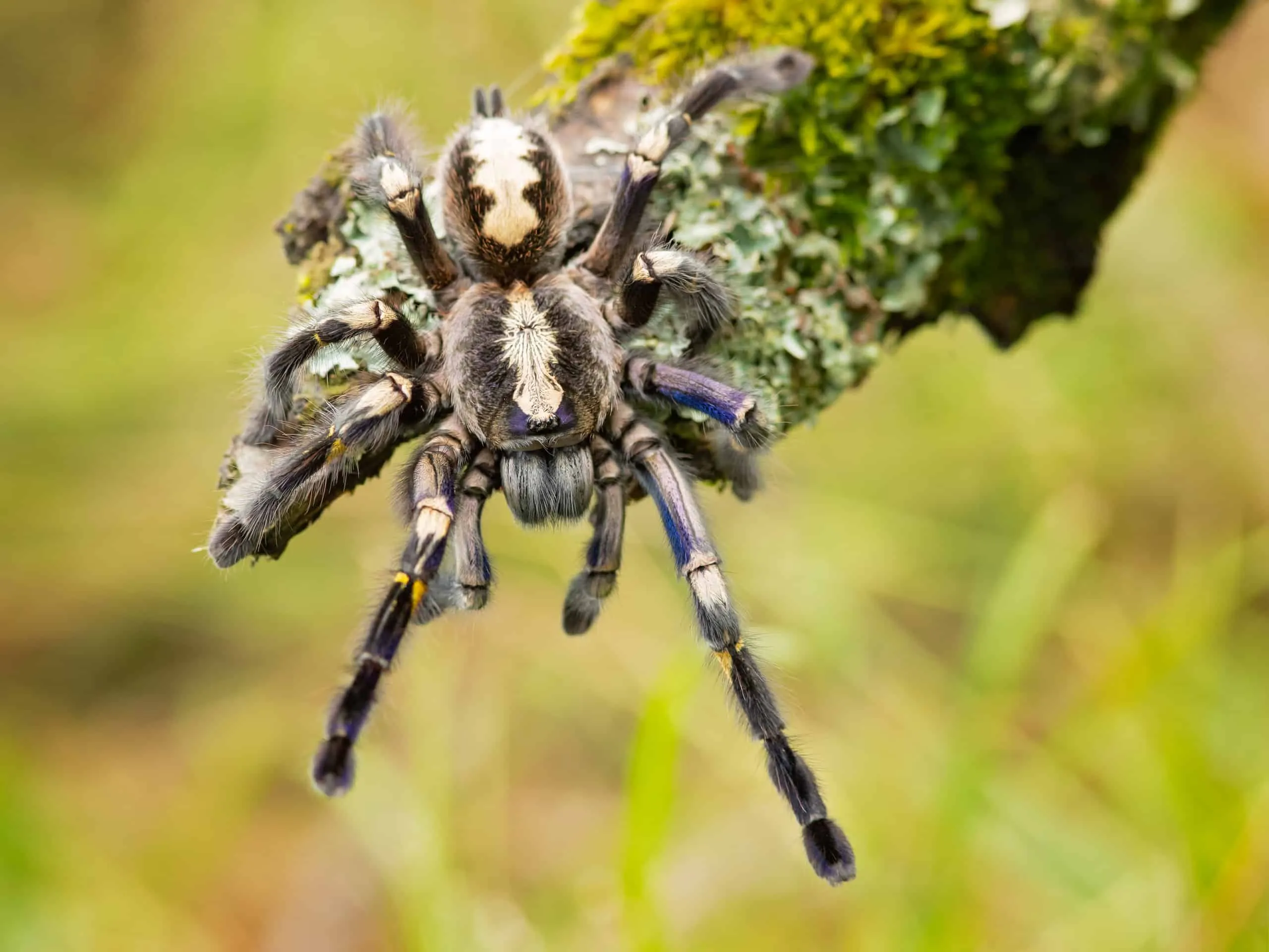 /img/15140-gooty-sapphire-tarantula-rare.webp