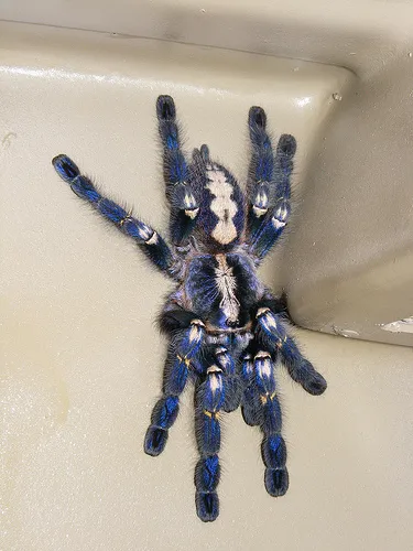 15140 gooty sapphire tarantula safety