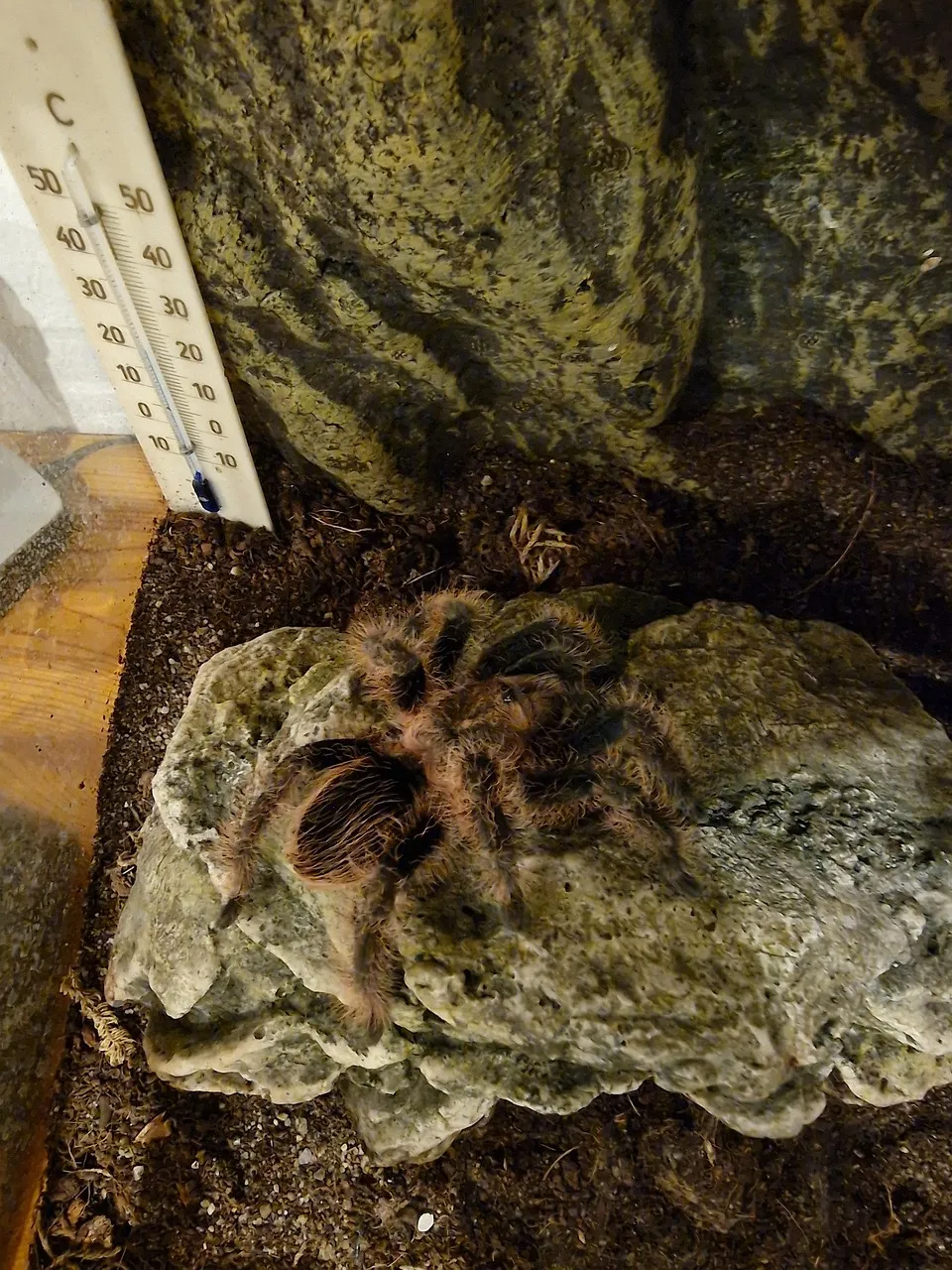 /img/15142-solar-spider-tarantula-close-up.webp