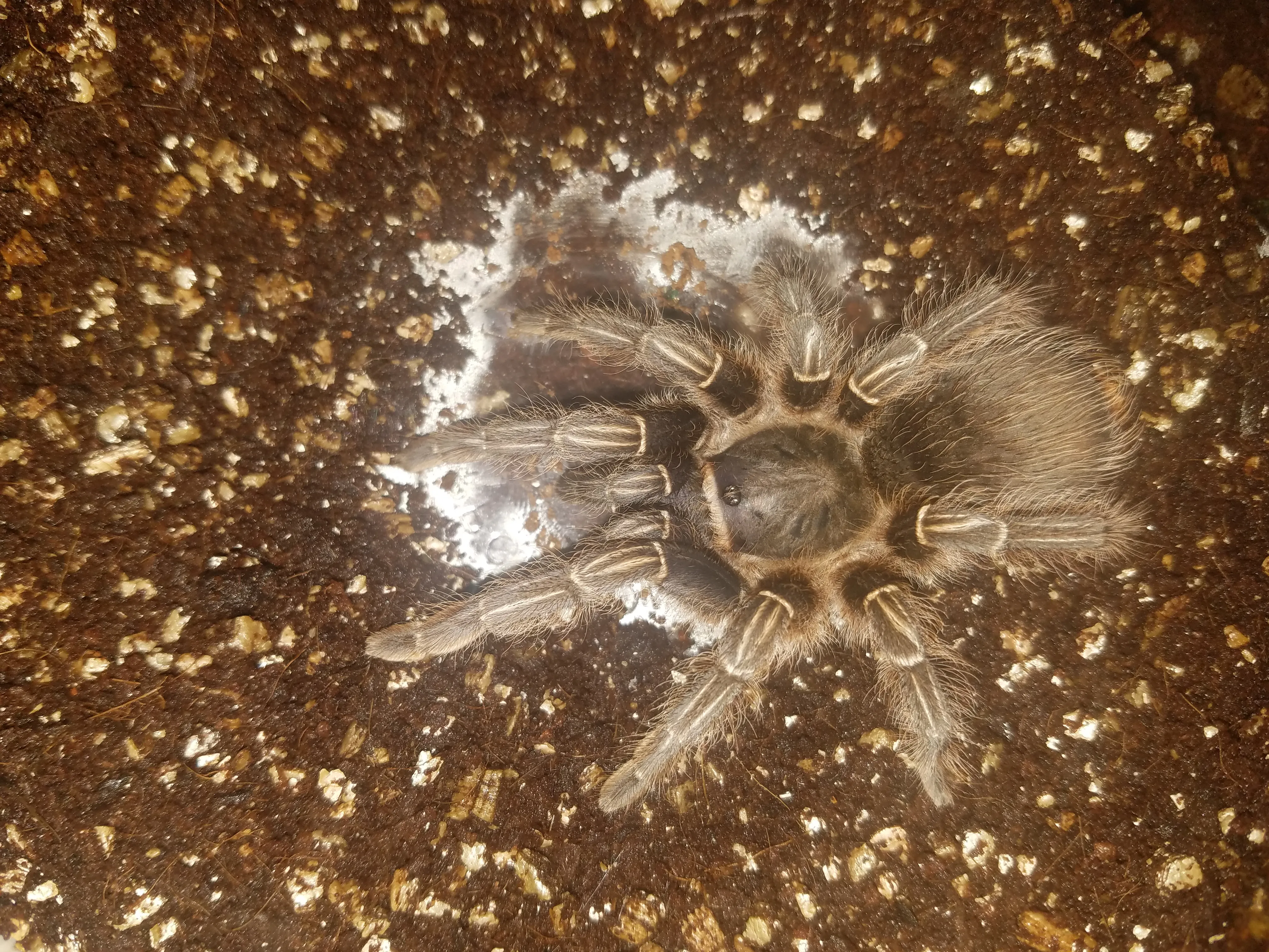 15143 seemani tarantula coloration