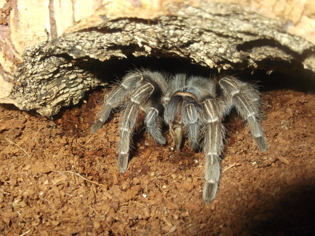 15143 seemani tarantula enclosure