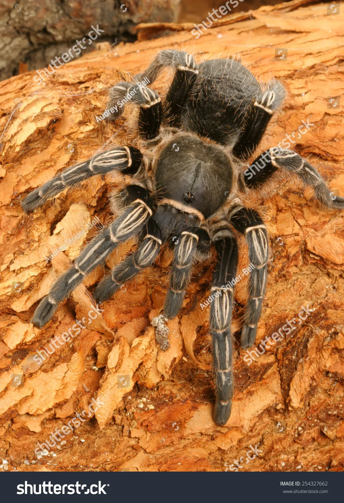 15143 seemani tarantula venom