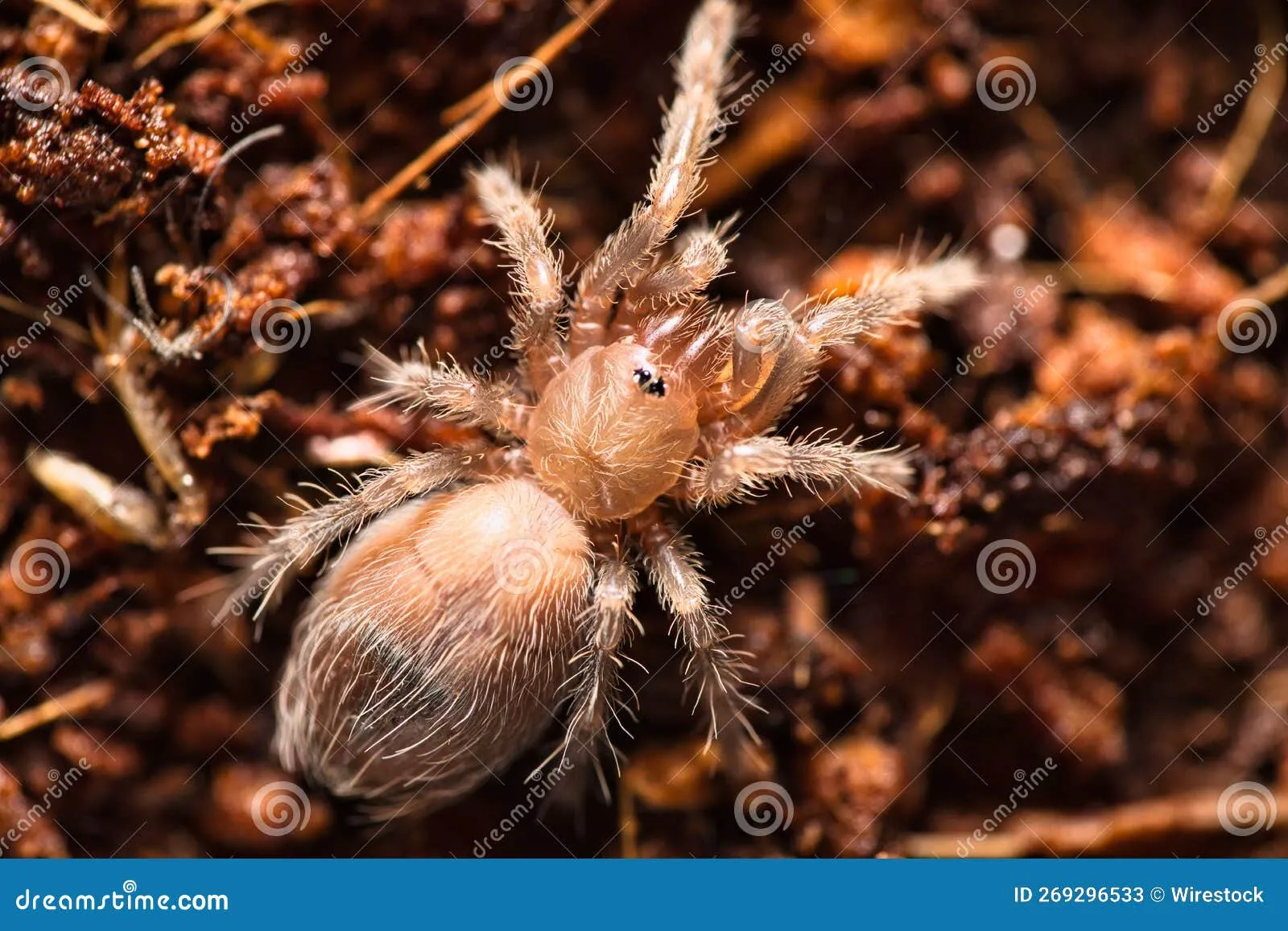 /img/15144-baby-tarantula-jogja-breeding.webp