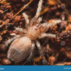 /img/15144-baby-tarantula-jogja-breeding.webp