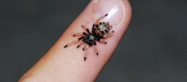 15144 baby tarantula jogja habitat