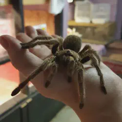 /img/15145-tarantula-molting.webp