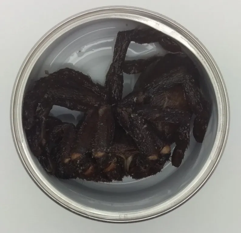 15146 molting tarantula