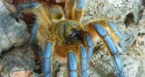 15146 tarantula species
