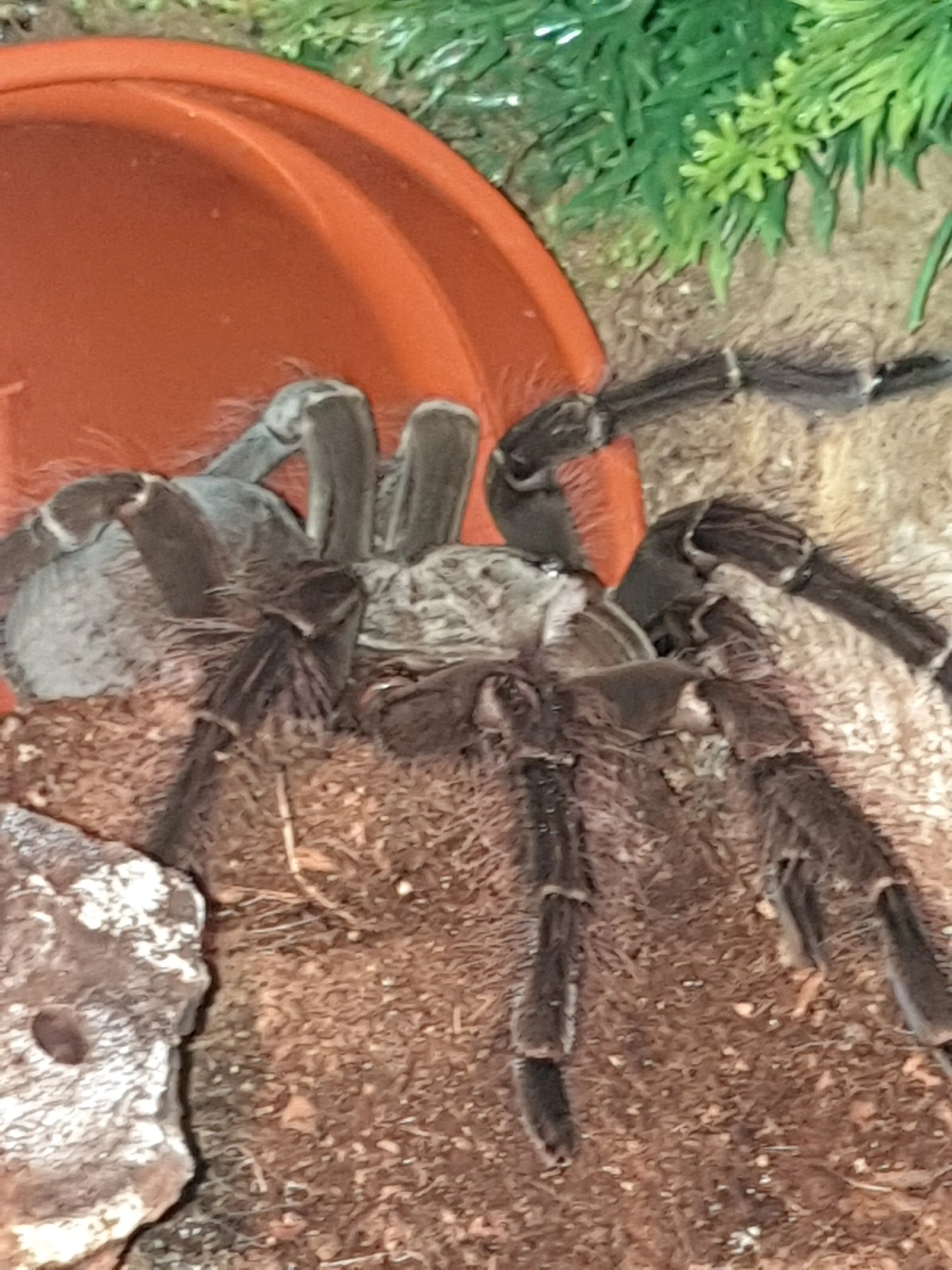 /img/15147-blondi-tarantula-breeding.webp