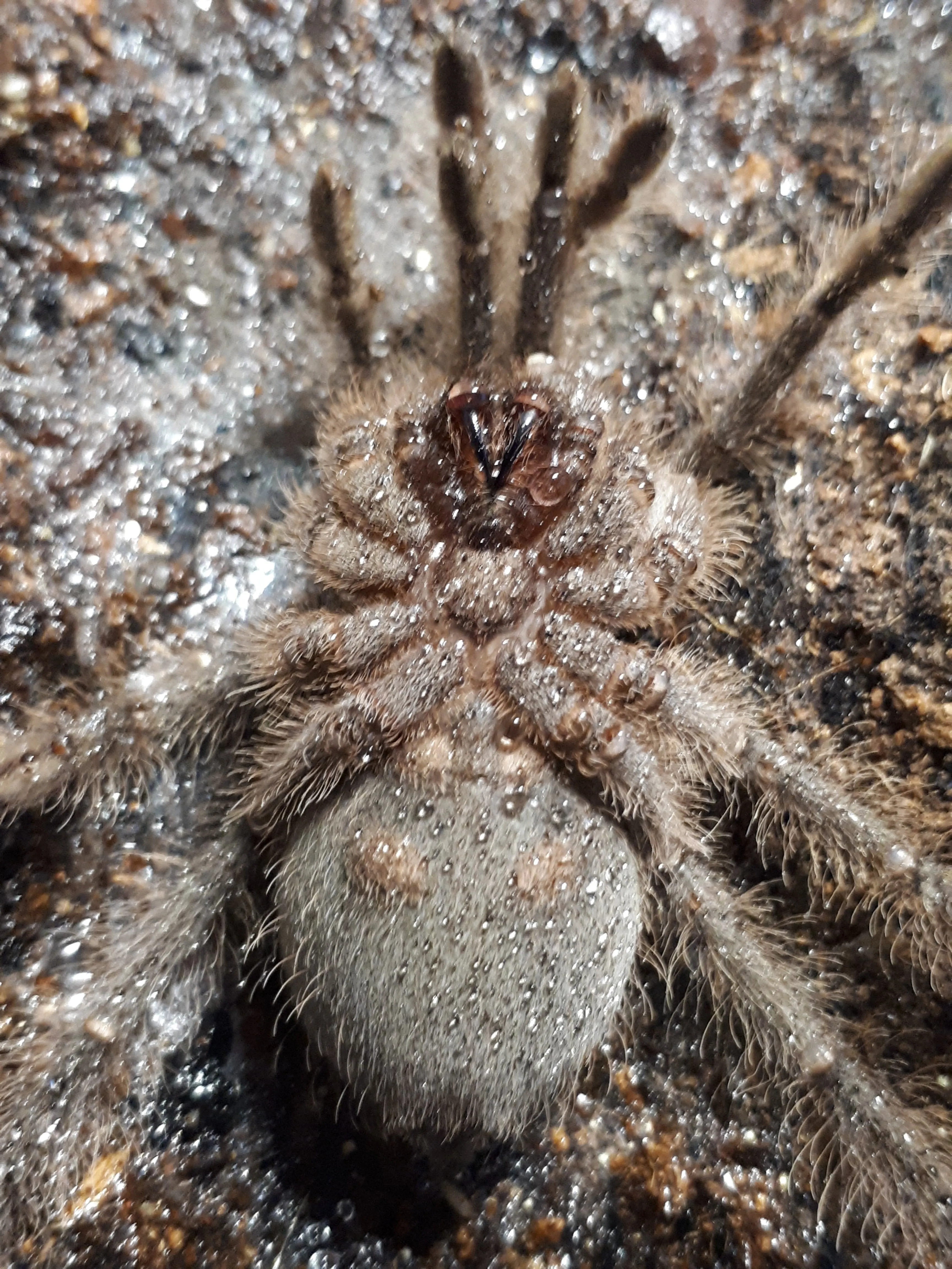 15147 blondi tarantula enclosure