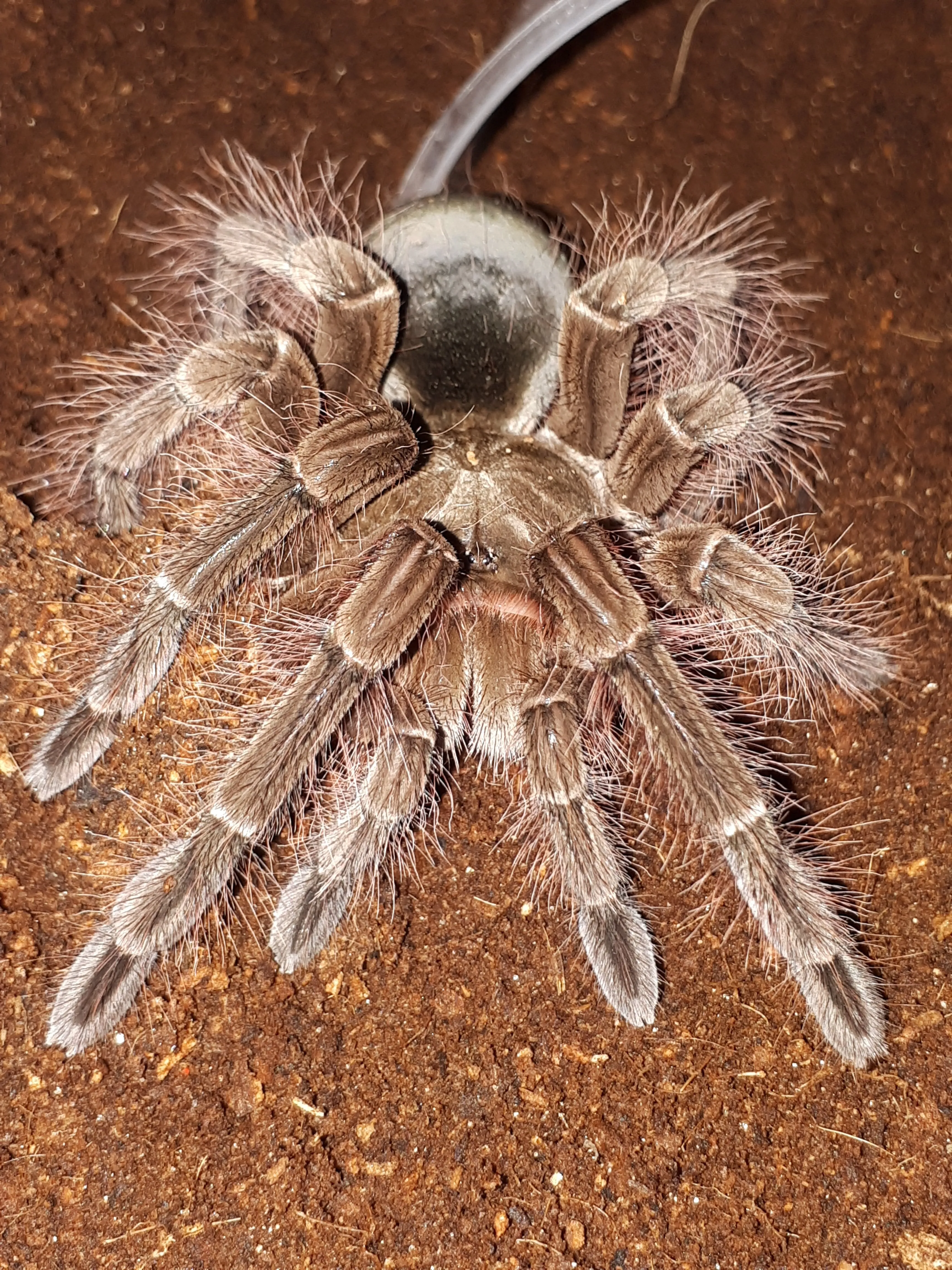 15147 blondi tarantula feeding