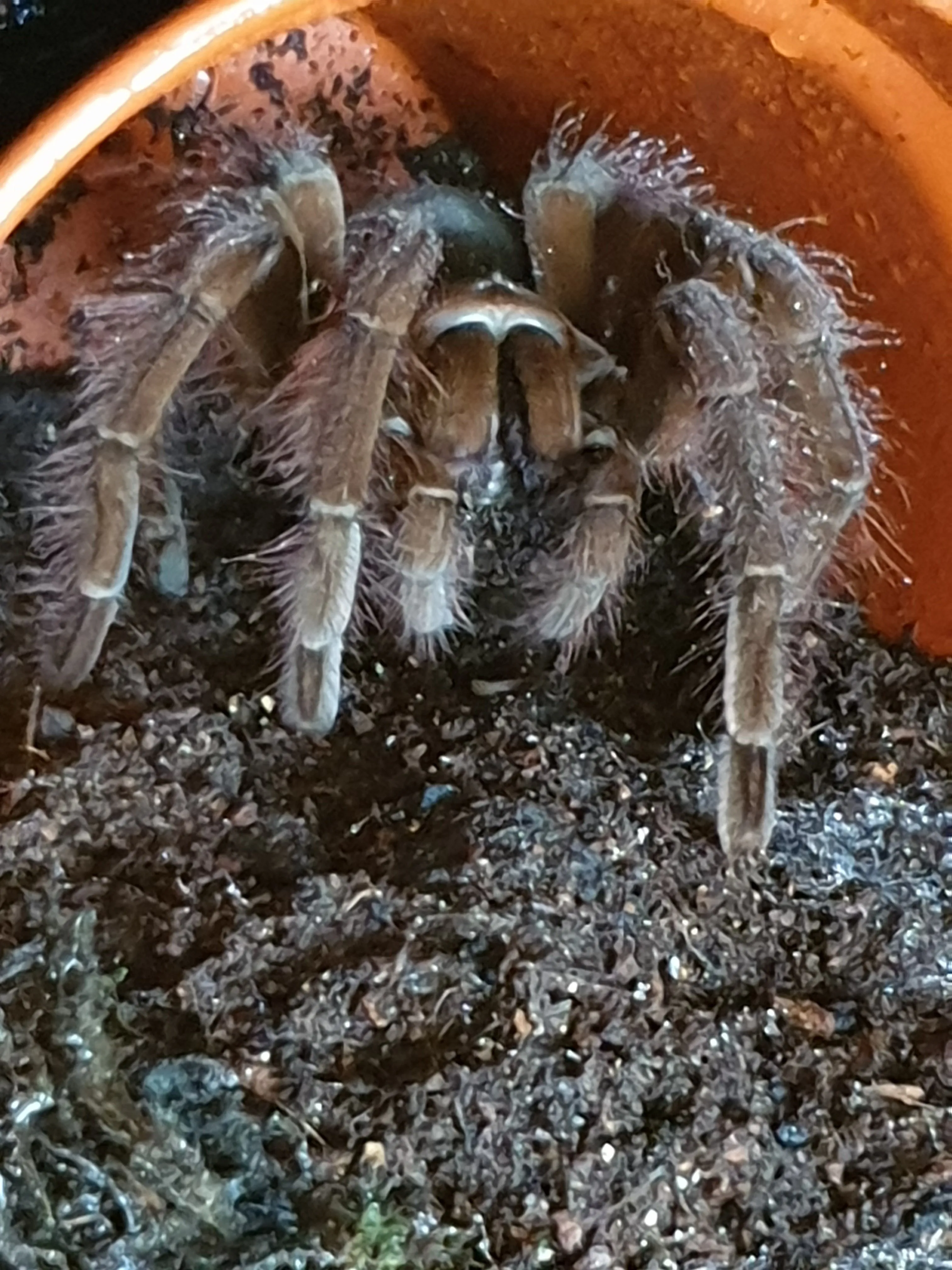 15147 blondi tarantula habitat