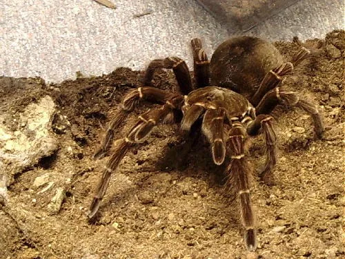 15147 blondi tarantula handling