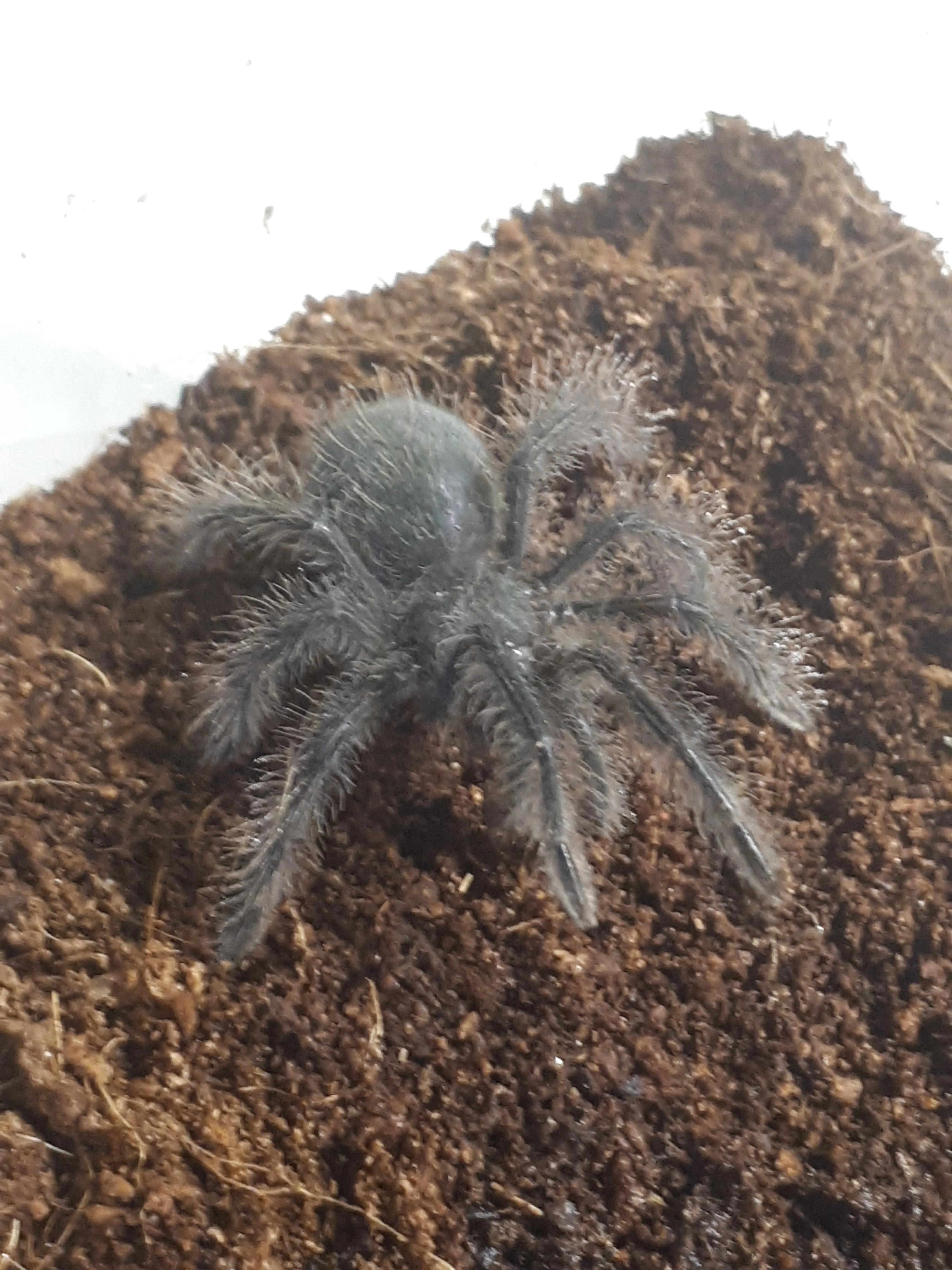 15147 blondi tarantula size