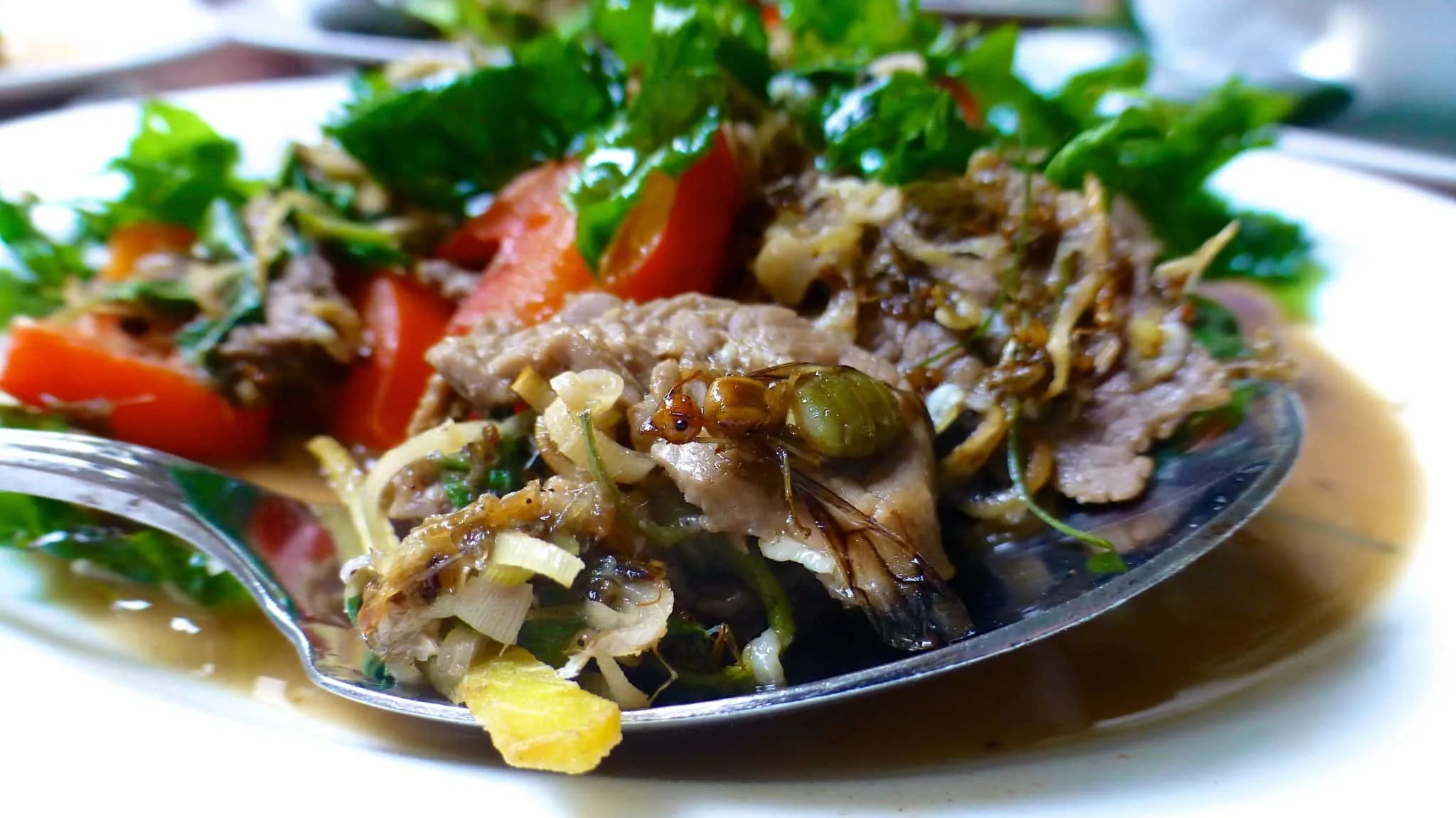 15148 fried tarantula close up