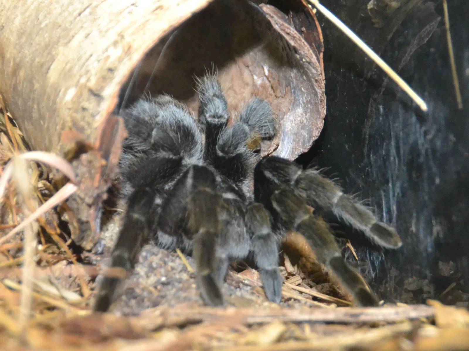 15149 brazilian black tarantula close up