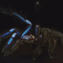 /img/15150-blue-tarantula-conservation.webp
