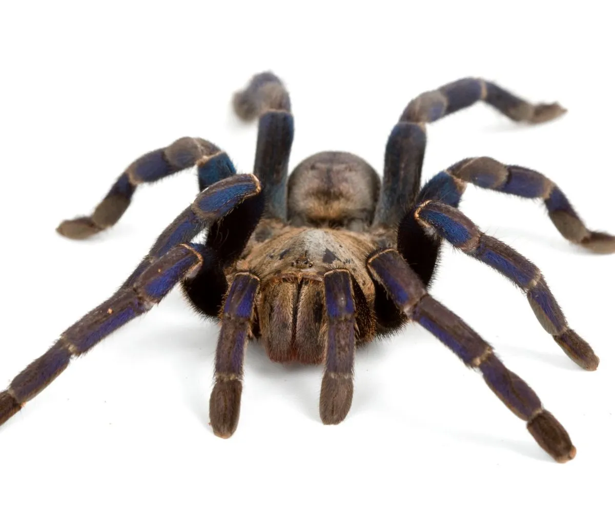 15150 blue tarantula molting
