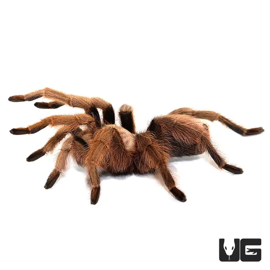 15151 arizona blonde tarantula enclosure