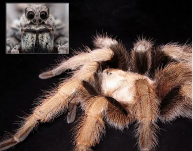 /img/15151-arizona-blonde-tarantula-enrichment.webp