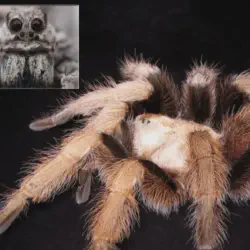 /img/15151-arizona-blonde-tarantula-enrichment.webp