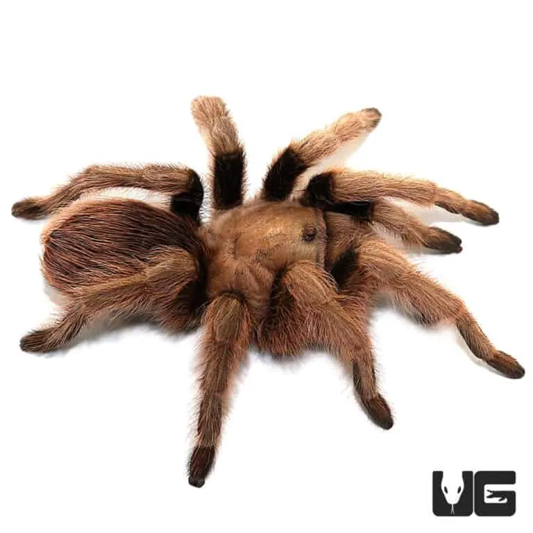 15151 arizona blonde tarantula feeding