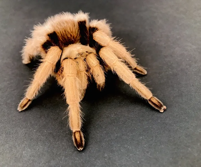 15151 arizona blonde tarantula handling